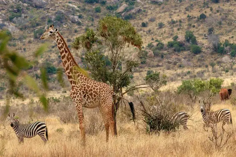 Savana africana, Grandes herbívoros, Vida selvagem, Ecossistema, Adaptações, Sobrevivência, Conservação, Elefantes, Girafas, Zebras, Gnus, Rinocerontes, Predadores, Leões, Leopardos, Hienas, Seca, Perda de habitat, Migração, Comportamento social, Cadeia alimentar