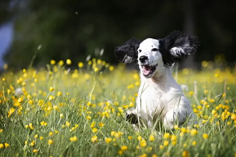 cão late demais, latido excessivo, causas do latido, ansiedade de separação, tédio, medo, treinamento, comportamento canino, dicas, bem-estar animal.