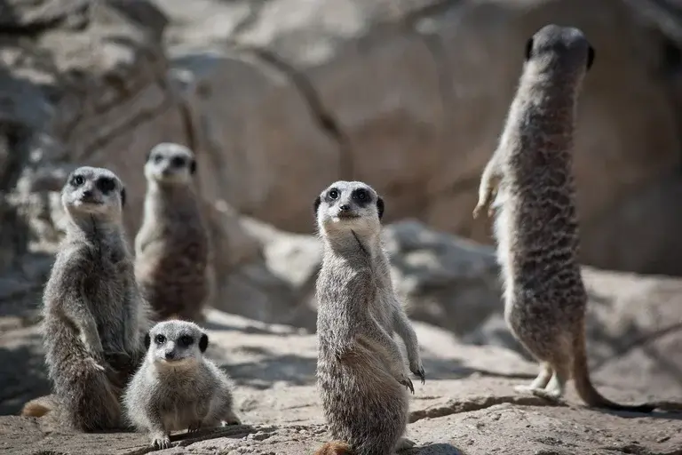 suricatos, deserto, África, animais sociais, sentinelas, cooperação, natureza, vida selvagem, curiosidades, observação de animais