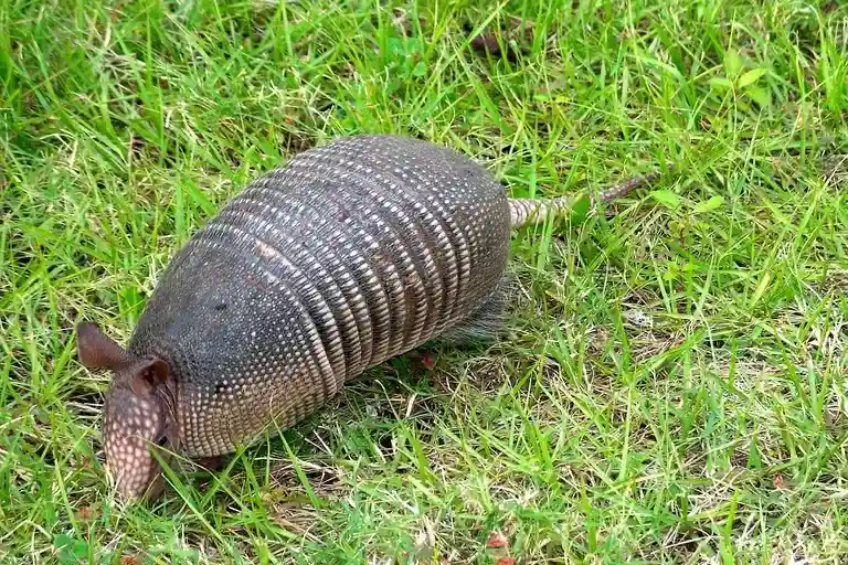 tatu, tatu-bola, tatu-galinha, tatu-canastra, tatu-peba, armadura, escavação, hábitos noturnos, ecologia, conservação, fauna brasileira, cultura brasileira