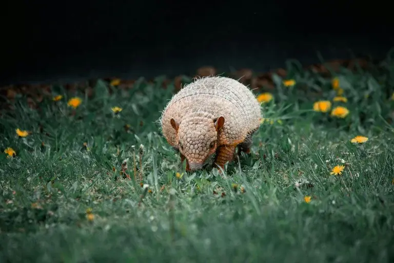 tatu-peba, tatu, cerrado, escavação, ecossistema, conservação, fauna, mamífero, alimentação, reprodução