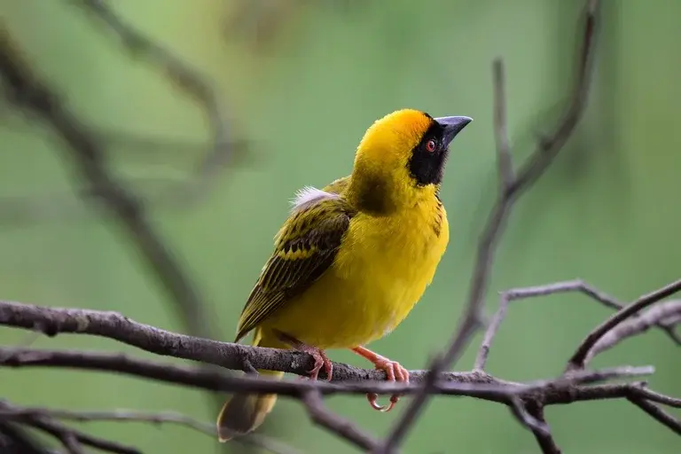 tecelão, ave, ninho, construção, tecelagem, Ploceidae, pássaro, natureza, engenharia, adaptação, inteligência, curiosidades, habitat, biologia, ornitologia