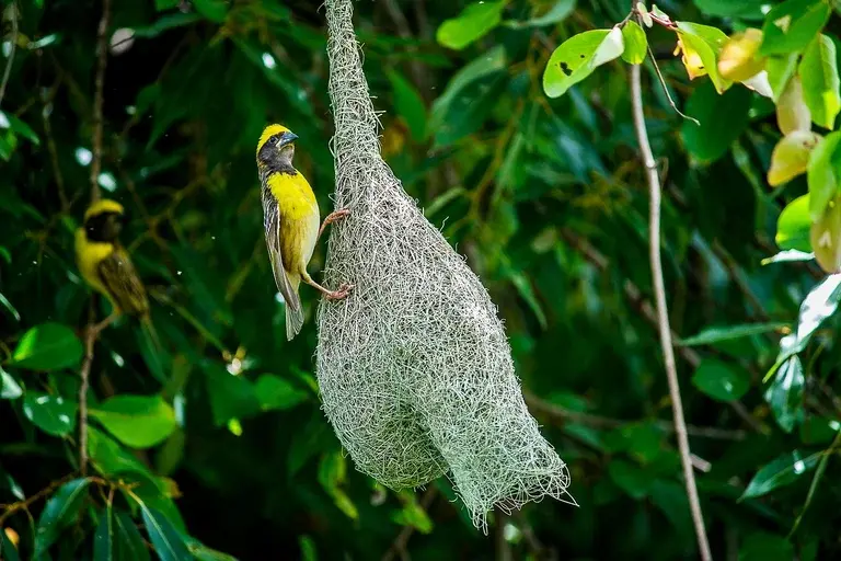 Tecelão-de-baya, Ploceus philippinus, Nidificação, Aves africanas, Savanas, Pássaros, Ninhos de pássaros, Comportamento animal, Vida selvagem