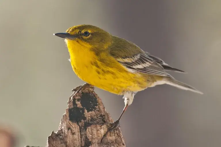 Toutinegra, pássaro, ave, habitat natural, alimentação, reprodução, espécies de toutinegra, canto da toutinegra, atrair aves, curiosidades sobre toutinegra