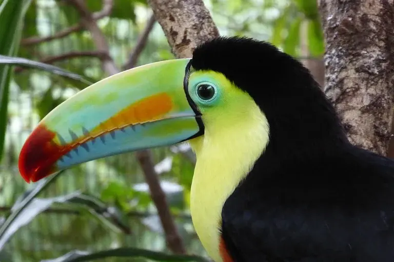 tucano, ave, fauna brasileira, bico, colorido, floresta, Amazônia, Mata Atlântica, Cerrado, Pantanal, alimentação, comportamento, ecologia, observação de aves