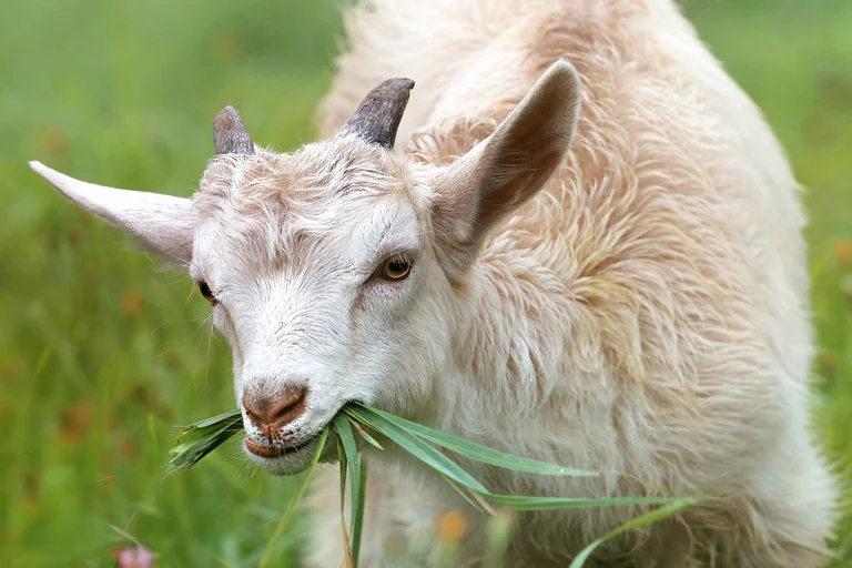 cabras, criação de cabras, raças de cabras, cuidados com cabras, alimentação de cabras, saúde de cabras, manejo de cabras, produtos de cabras, leite de cabra, carne de cabra, curiosidades sobre cabras, caprinocultura