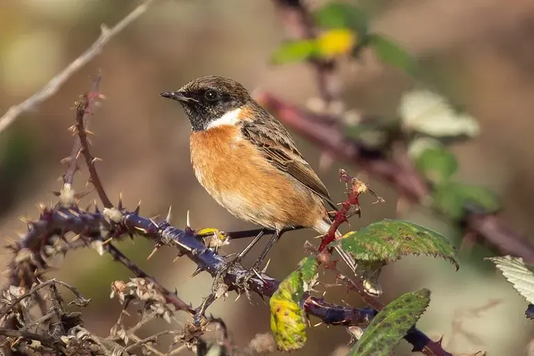 Stonechat, Pássaro Stonechat, Características do Stonechat, Habitat do Stonechat, Alimentação do Stonechat, Canto do Stonechat, Reprodução do Stonechat, Preservação do Stonechat, Curiosidades sobre o Stonechat