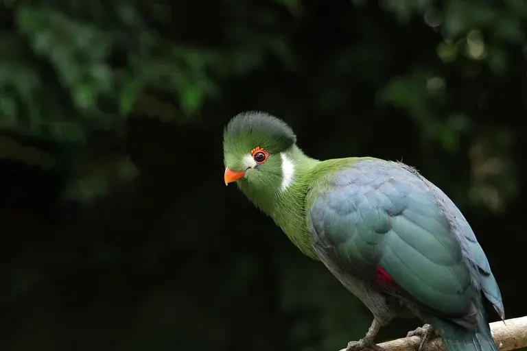 Turaco, ave exótica, cores vibrantes, crista, pigmentos de cobre, turacina, turacoverdina, comportamento social, habitat natural, alimentação, reprodução, conservação, África, curiosidades