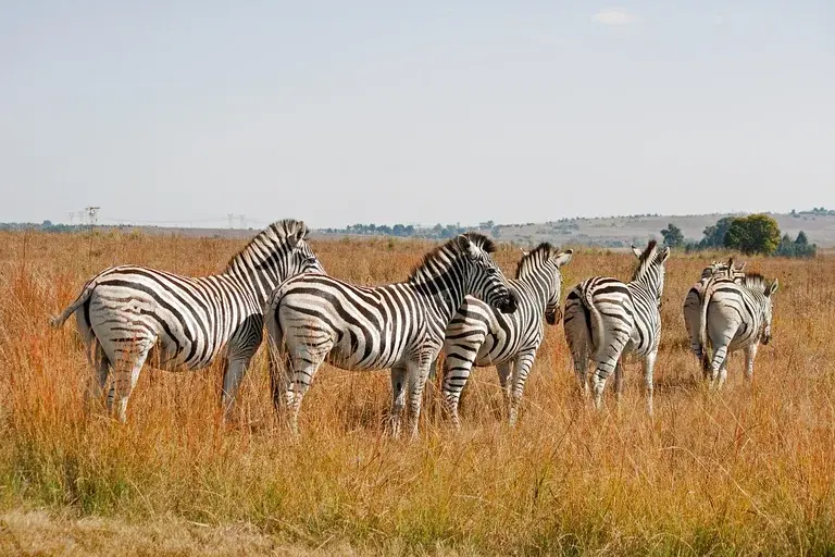 zebras, listras, camuflagem, predadores, comportamento, habitat, espécies, zebra-das-planícies, zebra-de-grevy, zebra-da-montanha, conservação, África, animais selvagens