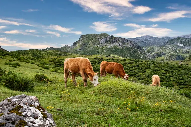 Bois e vacas na Bíblia, Simbolismo dos bois, Prosperidade na Bíblia, Sacrifício no Antigo Testamento, Gado na história bíblica, Importância do gado para os hebreus, O papel dos bois na economia bíblica