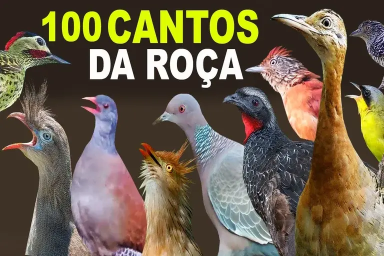 Cantos de aves da roça, Aves da roça, Sabiá-laranjeira, João-de-barro, Quero-quero, Curió, Canário-da-terra, Preservação de aves, Identificação de cantos de aves, Importância ecológica das aves, Pássaros, Ave, Arara, Urubu, canal aves, pássaros, gavião, falcão, carcará, urutau, bacurau, sabiá, tucano, rolinha, azulão, trinca ferro, coruja, pardal, canário, águia, aves, passarinho, planeta aves, pombo, observação de aves, canto aves, joão de barro, inhambu, saracura, cantos da roça, tico tico, ave, papagaio, arara, trinca-ferro, urubu, choca-barrada, pássaro, ave cantando, codorna, perdiz, tico-tico, gralha, juriti, bem-te-vi, pato, marreca, galo, surucuá, periquito, som passarinho, aves cantando, cantos aves, roça,