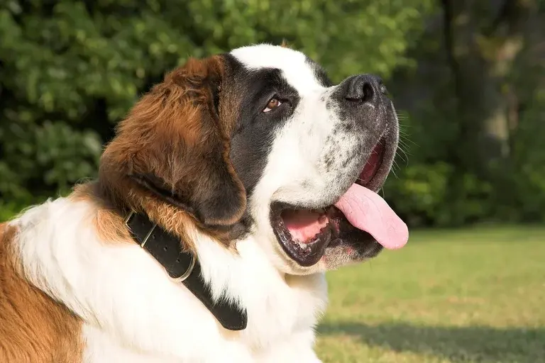 Cão Barry, São Bernardo, Hospice du Grand-Saint-Bernard, Cães de resgate, História de Barry, Herói dos Alpes, Legado de Barry, Curiosidades sobre Barry, Animais heróis, Cães de trabalho,