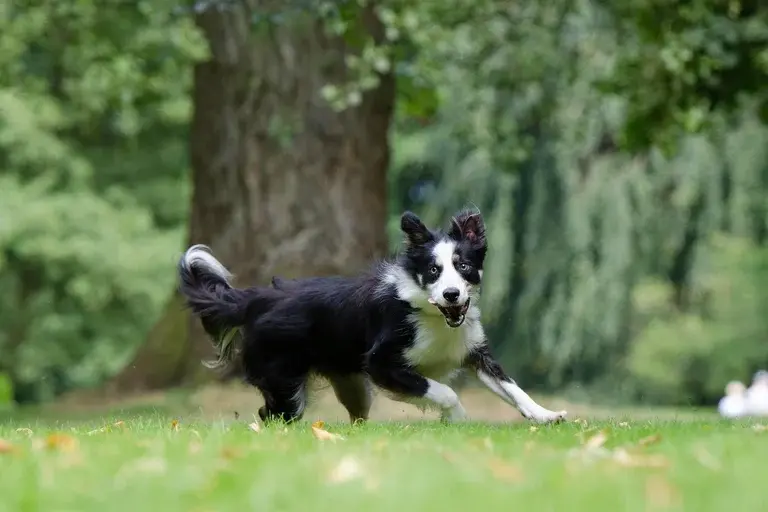 Cão Bobbie, Cão Maravilha, História de Bobbie, Jornada de 4.000 quilômetros, Lealdade canina, Cães heróis, Animais inspiradores, Conexão humano-animal,