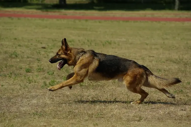 Cão Nemo, História do Cão Nemo, Cães de guerra, Heroísmo canino, Pastor alemão, Guerra do Vietnã, Medalha de Bravura Canina, Lealdade canina, Superação animal, Memória do Cão Nemo,