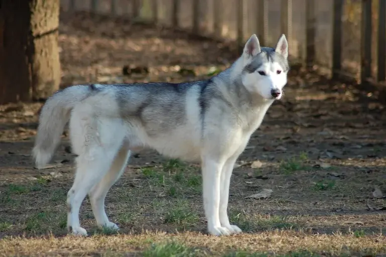 Cão Togo, Corrida do Soro de 1925, Leonhard Seppala, Cães de trenó, Herói esquecido, Difteria no Alasca, Filme Togo da Disney, Siberian Husky,