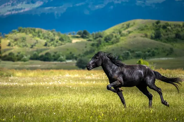 Cavalo Black Jack, Pelagem negra brilhante, Raça equina, Cuidados com cavalos, Competições equestres, História do Cavalo Black Jack, Temperamento dócil, Curiosidades sobre cavalos,