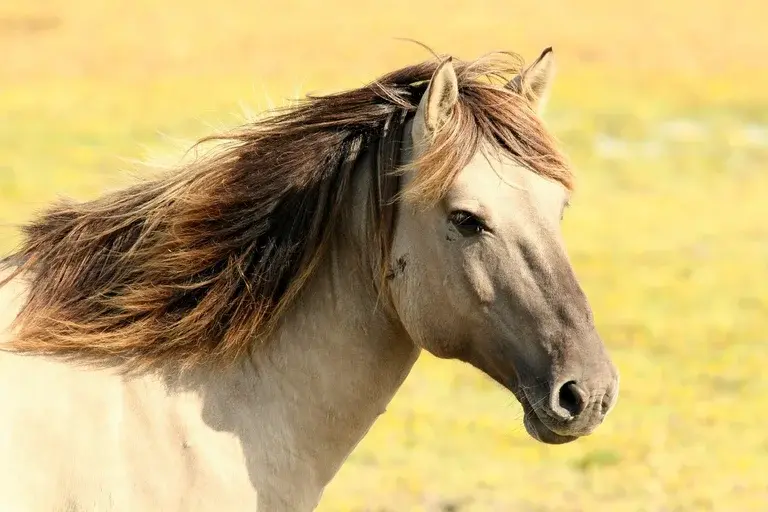 Cavalo Copenhagen, História de Copenhagen, Batalha de Waterloo, Duque de Wellington, Cavalos famosos, Curiosidades sobre cavalos, Legado de Copenhagen, História militar, Cavalos de guerra, Animais históricos,