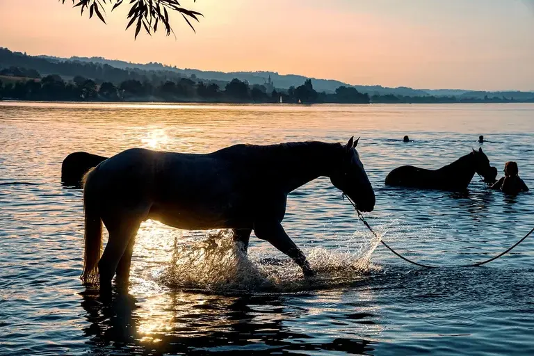 Cavalo de Alexandre, o Grande, Bucéfalo, História de Bucéfalo, Alexandre e Bucéfalo, Bucéfalo nas batalhas, Curiosidades sobre Bucéfalo, Legado de Bucéfalo