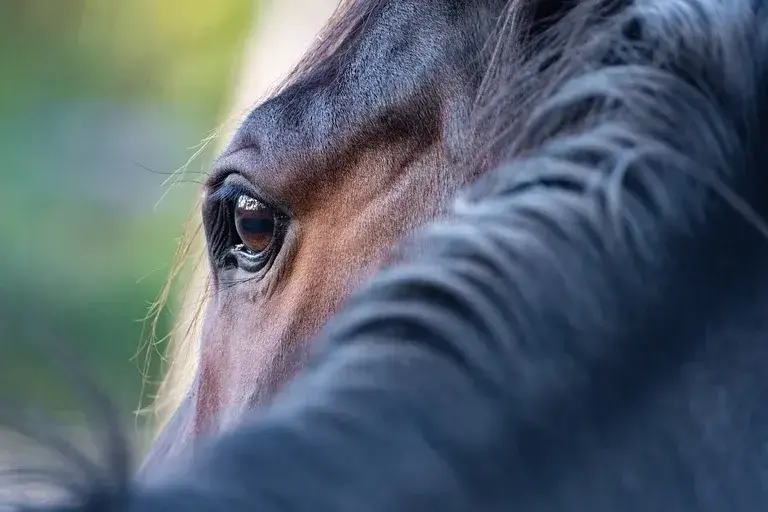 Cavalo Marengo, Napoleão Bonaparte, Cavalo de guerra árabe, Batalha de Marengo, História de cavalos famosos, Cavalos na era napoleônica, Esqueleto de Marengo, Cavalo árabe branco,