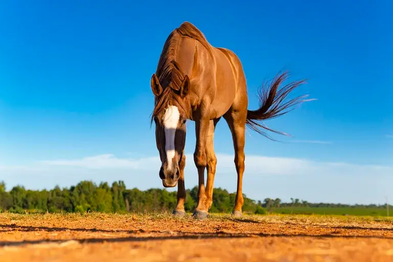 Cavalo Reckless, Guerra da Coreia, Batalha de Outpost Vegas, Fuzileiros navais, Heroína de guerra, Animais na guerra, História de Reckless, Legado de Reckless,