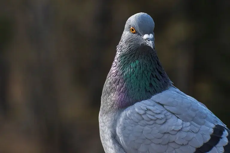 Pomba Cher Ami, Cher Ami, Pomba-correio, Primeira Guerra Mundial, Batalhão Perdido, Heroísmo animal, História militar, Animais na guerra, Croix de Guerre, Smithsonian Institution