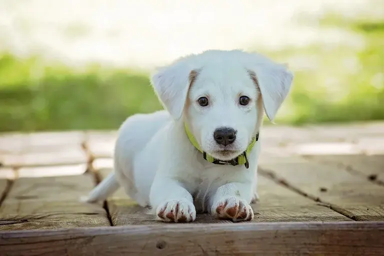 comportamento canino, cachorro arranhando o chão, por que cachorro arranha o chão, cachorro cavando o chão, marcar território, ansiedade canina, estresse em cães, instinto dos cães, bem-estar do cachorro, comportamento de cachorro, comunicação canina