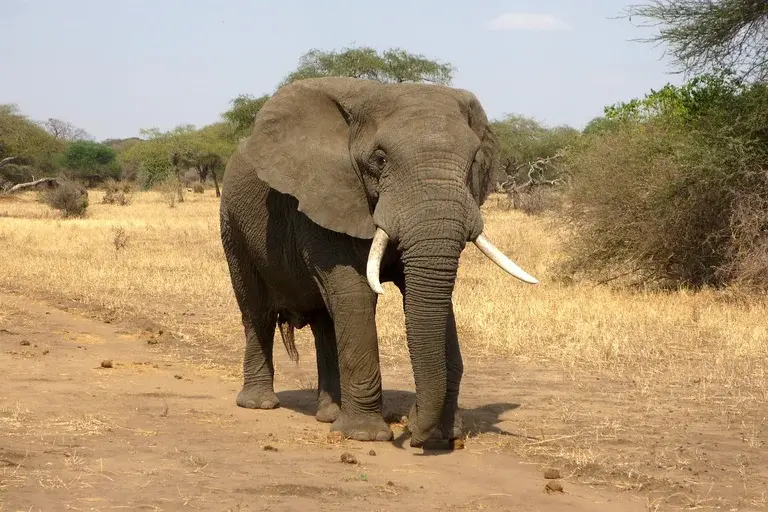 Elefante Jumbo II, História de Jumbo II, Elefante africano, Circo Barnum & Bailey, Conservação de elefantes, Animais icônicos, Curiosidades sobre elefantes,