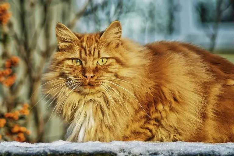 Gato Félicette, Primeira gata no espaço, Exploração espacial francesa, Animais no espaço, História de Félicette, Missão espacial de Félicette, Legado de Félicette, Viagem espacial de animais, Contribuição de animais para a ciência,