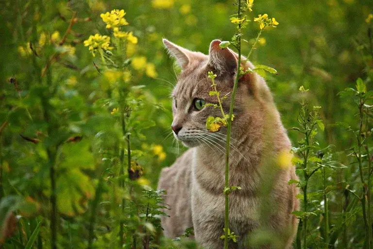 Gato Mike, História do Gato Mike, Adoção de gatos, Cuidados com gatos, Superação de animais, Influenciador felino, Adoção responsável, Bem-estar de gatos,