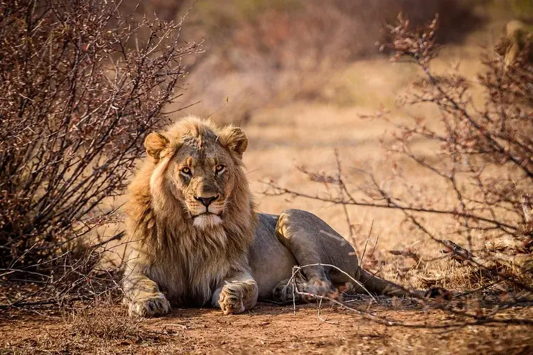 Leão de Menelik, Etiópia, Conservação de leões, Habitat do Leão de Menelik, Características do Leão de Menelik, Cultura etíope, Animais em extinção