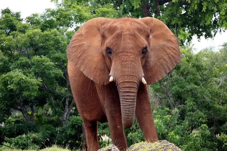 Elefante Lin Wang, Zoológico de Taipei, Elefante-asiático, Conservação de elefantes, História de Lin Wang, Animais famosos, Preservação de elefantes,