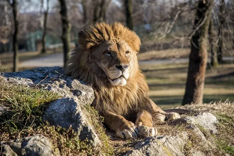 Mufasa, O Rei Leão, Simba, Scar, Ciclo da Vida, Disney,