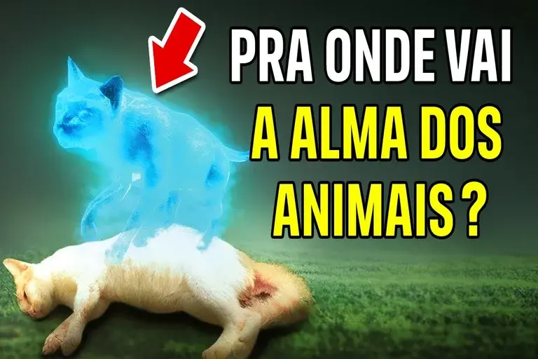 Alma dos animais, Destino da alma dos animais, Vida após a morte dos animais, Espiritualidade animal, Perda de animais de estimação, Reencarnação dos animais, Consciência animal, Crenças sobre animais, Amor por animais, oração poderosa, oração salmo 91, salmo 91, oração da manhã, oração do dia, oração da noite, oração da madrugada, oração pastor antonio junior, oração da noite de hoje, mensagem de deus, pregação, mensagem de fé, palavra de deus, mensagem de fé e esperança, oração da tarde, oração tarde, oração da tarde de hoje,