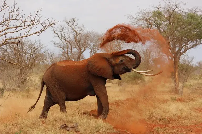 Elefante de Aníbal, Aníbal Barca, Segunda Guerra Púnica, Elefantes de guerra, Travessia dos Alpes, Loxodonta africana, História antiga, Estratégia militar, Animais na guerra, Curiosidades sobre elefantes