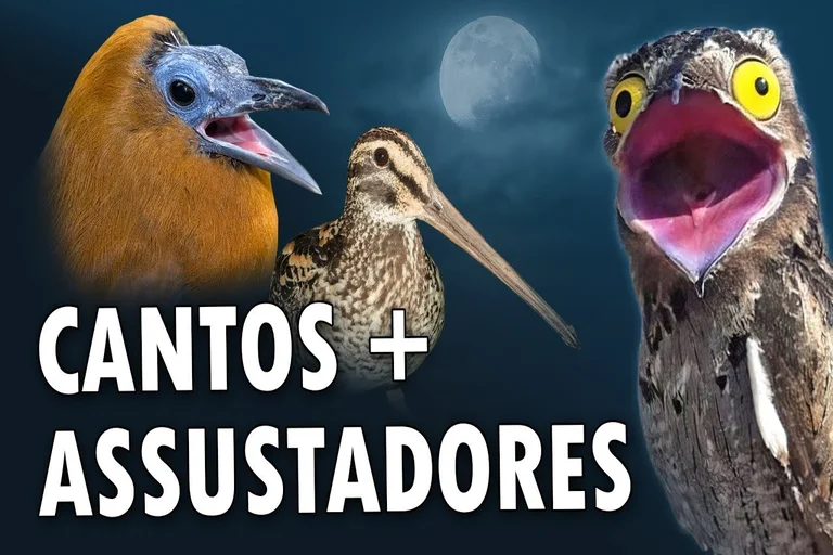 Cantos de aves assustadores, Sons de aves de terror, Aves com cantos arrepiantes, Coruja-das-torres, Urutau-comum, Pavão, Corvo, SEO On-Page, cantos estranhos, cantos das aves, cantos passaros, sons estranhos, aves cantos estranhos, aves sons assustadores, cantos assustadores aves, passaros sons assustadores, sons que dá medo, aves medo, passaros com sons terror, grito suindara, grito rasga mortalha, som rasga mortalha, grito urutau, chamado urutau, mae da lua som, canto mae da lua, canto da coruja, grito coruja, som corujao, corujinha canto, aves noturnas, cantos passaros noturnos, passaros noite, mau, aves,