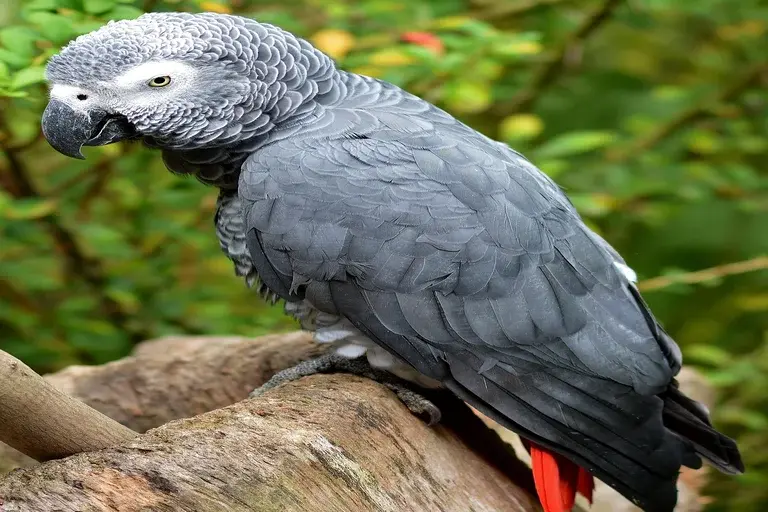 Pássaro Alex, Papagaio inteligente, Cognição animal, Dra. Irene Pepperberg, Inteligência das aves, Cuidados com papagaios, História de Alex, Legado científico,