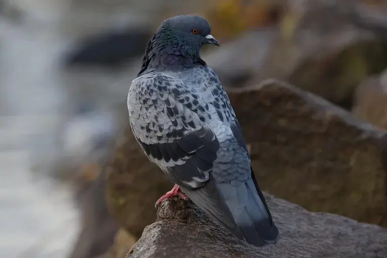 Pássaro Martha, Pombo-passageiro, Extinção, Conservação, Biodiversidade, História de Martha, Espécies ameaçadas, Zoológico de Cincinnati, Ectopistes migratorius, Caça predatória,