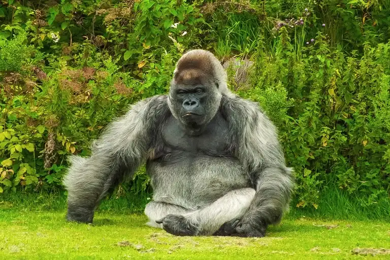 Animais selvagens, Leão, Tigre, Elefante africano, Gorila, Urso-pardo, Lobo cinzento, Crocodilo, Águia-careca, Tubarão-branco, Panda-gigante, Conservação, Biodiversidade,