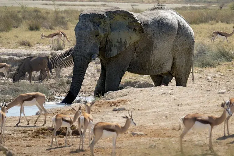 Nomes de animais, Animais domésticos, Animais selvagens, Animais marinhos, Animais exóticos, Animais em extinção, Curiosidades sobre animais, Biodiversidade animal,