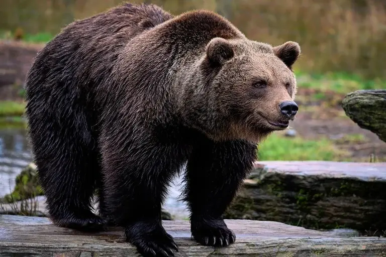 Urso Wojtek, Soldado Urso, Segunda Guerra Mundial, Batalha de Monte Cassino, Urso-pardo-sírio, História de animais, Mascote do exército, Legado de Wojtek, Animais na guerra, Zoológico de Edimburgo