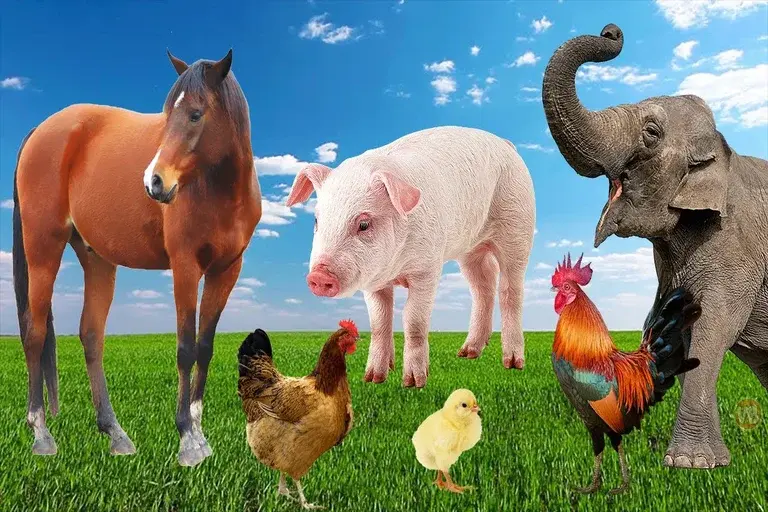 animais da familia, vídeo de animais, som dos animais, animais da sivestres, animais que vivem na fazenda, familiar animal, animal sound effect, animal sound noise, barulho de animais, habitat animal, sonido de los animales, farm animal sounds, wild animals, domestic animals, natureza, animal de pecuária, cattle, rebanho de animais, pets, animais que vivem na áfrica, fatos sobre animais domésticos, Vídeos de animais para a família, Sons de vaca, Sons de gato, Sons de elefante, Sons de girafa, Sons de pato, Vídeos educativos de animais, Curiosidades sobre animais,